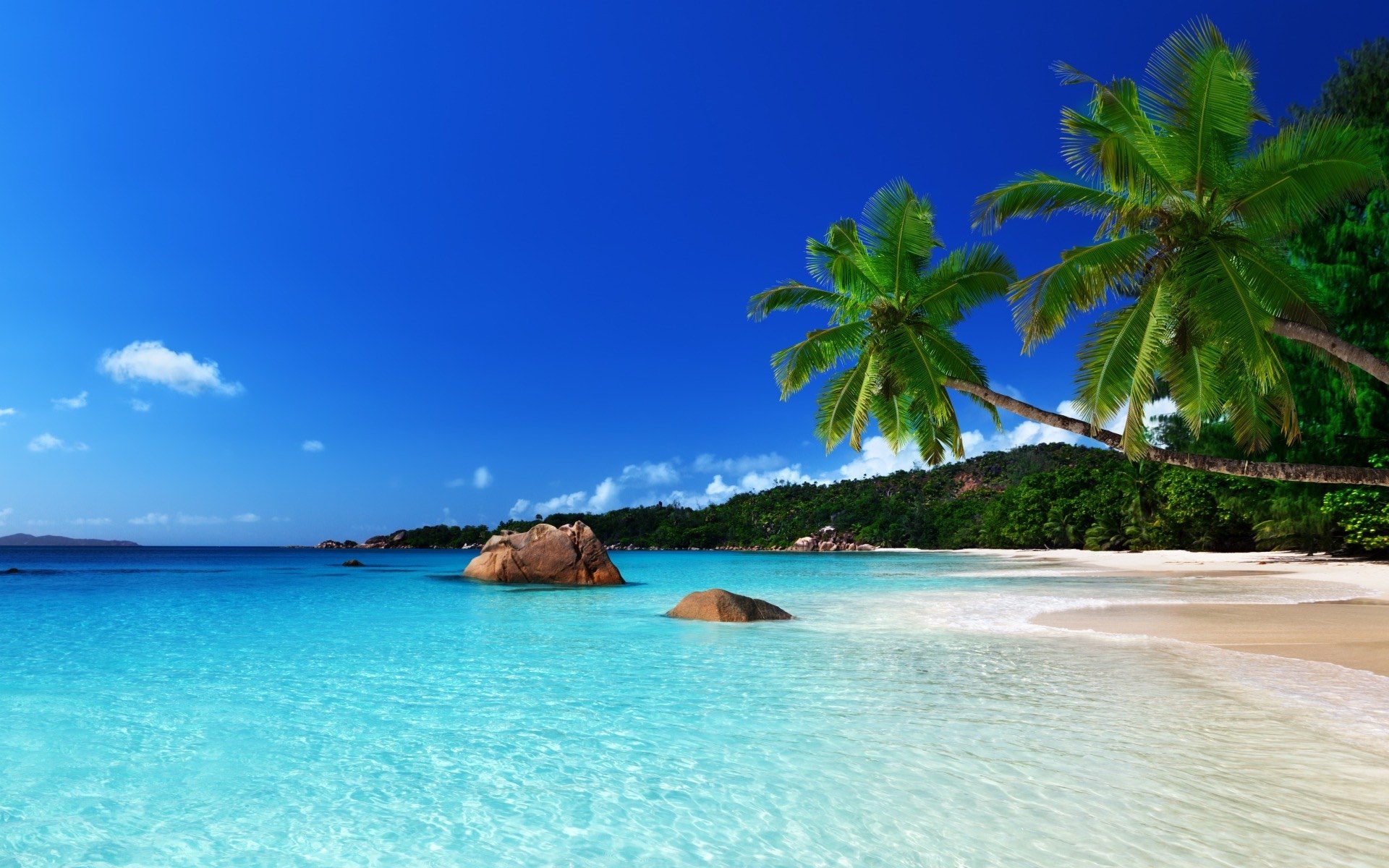 Palm trees beside a tropical beach under a blue sky